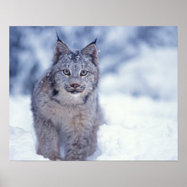 Lodjur i snö i förbergen poster (Framsidan)