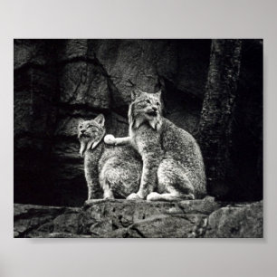 Lodjuraffisch Poster