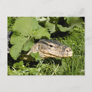 Lödla vatten vykort