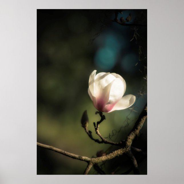 Lodrät Budding magnolia Poster (Framsidan)