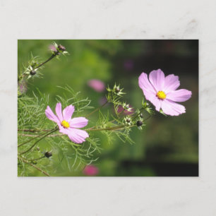 Lodrät DIY-vykort för vackra Cosmea Flowers Vykort