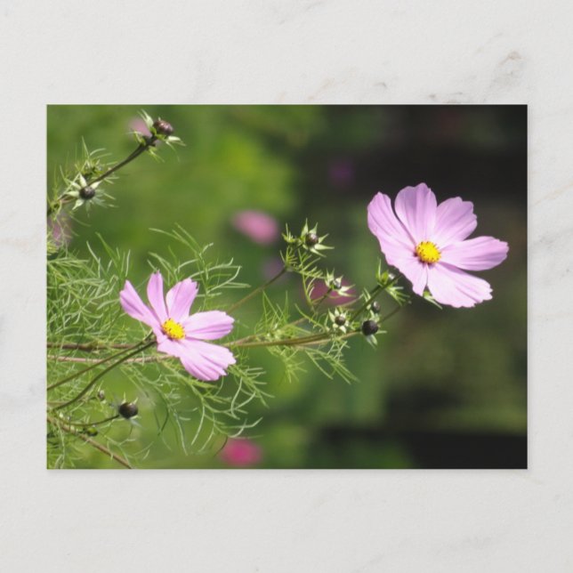 Lodrät DIY-vykort för vackra Cosmea Flowers Vykort (Framsida)