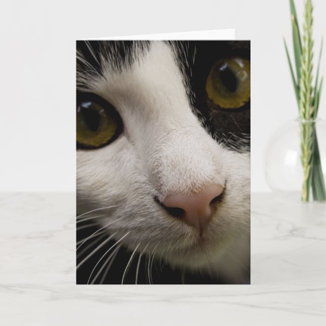 Lodrät Greeting Card: Pigg Cat Kort (Framsida)