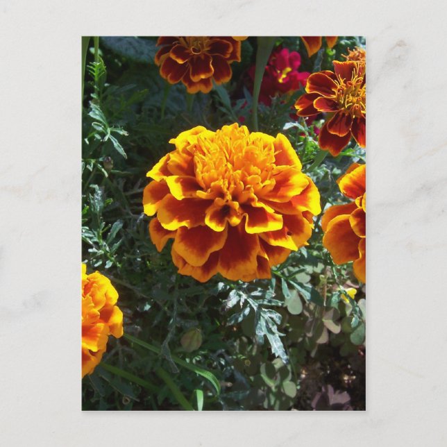 Lodrät orange Marigolds Vykort (Framsida)