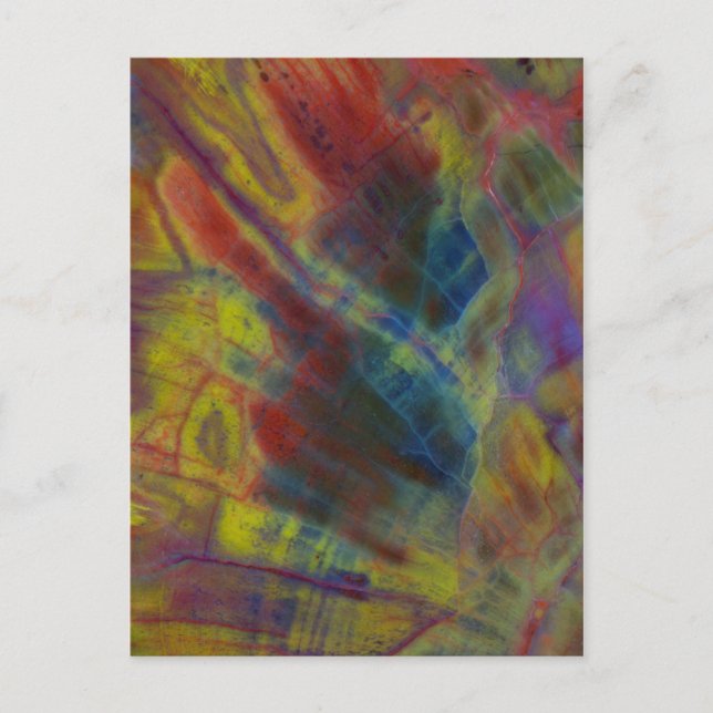 Lodrät Petrified Wood Vykort (Framsida)