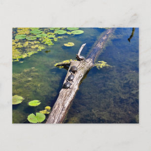 Lodrät Sjö Erie Metropark Turtle Log Vykort