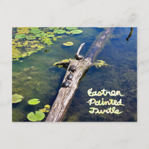 Lodrät Sjö Erie Metropark Turtle med text Vykort