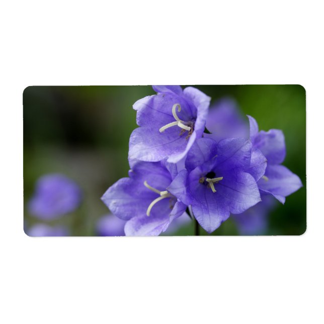 Loely Bellblomma Campanula Fraktsedel (Framsidan)