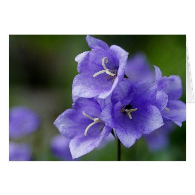 Loely Bellblomma Campanula Hälsningskort (Framsidan Horizontal)