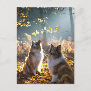 Loely Collie Hund Vykort