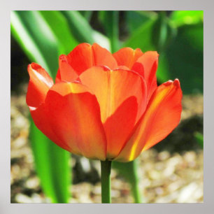 Loely Coral Tulip Poster