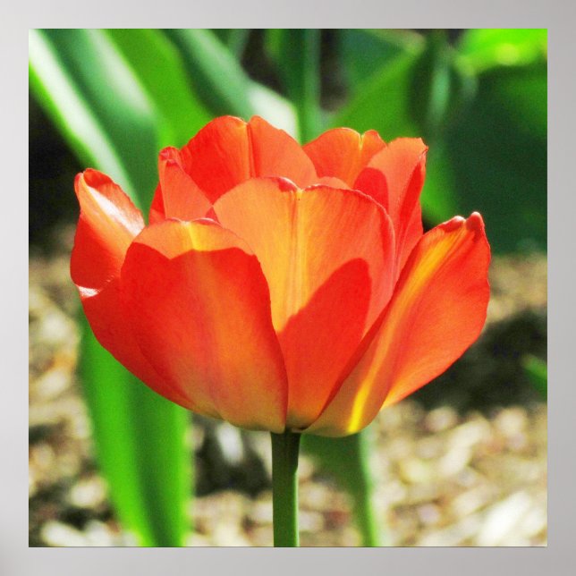 Loely Coral Tulip Poster (Framsidan)