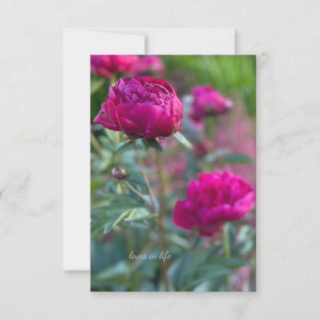 Loely Deep Rosa Garden Peonies Anteckningskort (Framsida)
