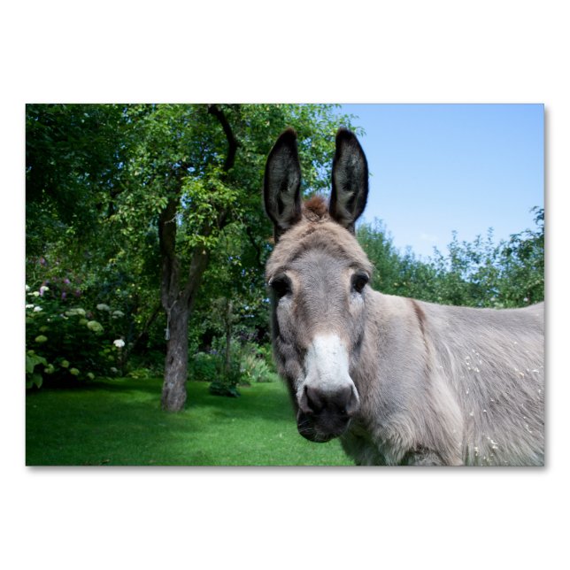 Loely Donkey Porträtt Bordsnummer (Framsidan)