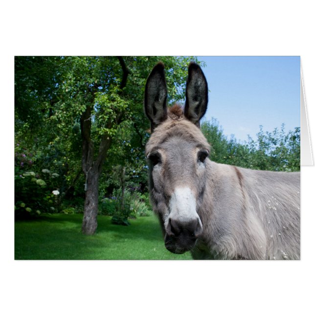 Loely Donkey Porträtt Hälsningskort (Framsidan Horizontal)