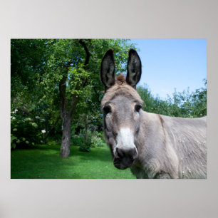 Loely Donkey Porträtt Poster