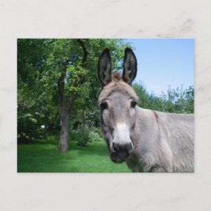 Loely Donkey Porträtt Vykort