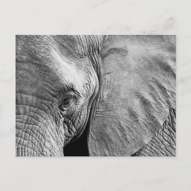 Loely Elephant Ansikte Vykort (Framsida)