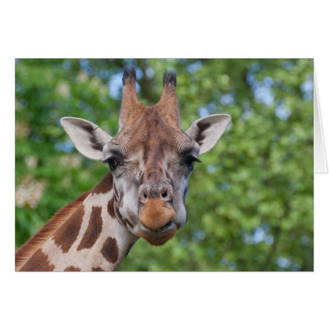 Loely Giraffe Porträtt Hälsningskort (Framsidan Horizontal)