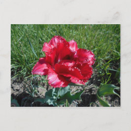 Loely Red Tulip Vykort