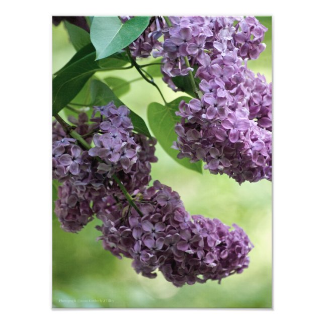 Loely Vår Photo Fototryck (Framsidan)