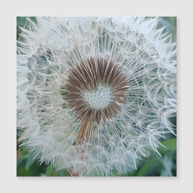 Loely White Dandelio (Framsida)