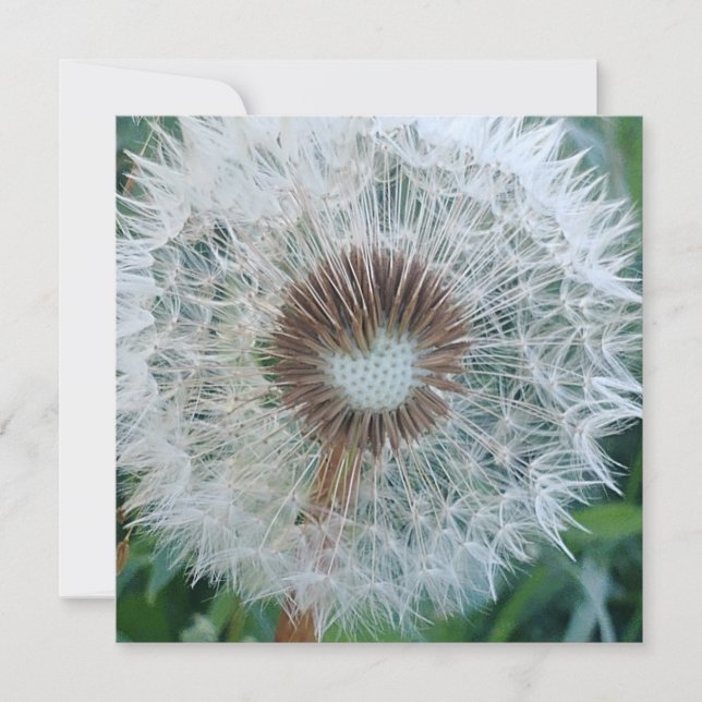 Loely White Dandelion (Framsida)