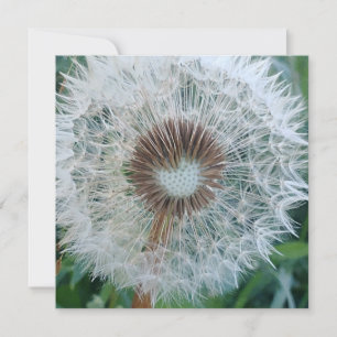 Loely White Dandelion