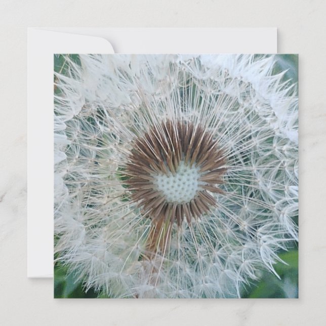 Loely White Dandelion (Framsida)