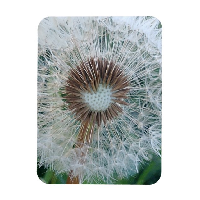 Loely White Dandelion Magnet (Vertikal)