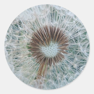 Loely White Dandelion Runt Klistermärke