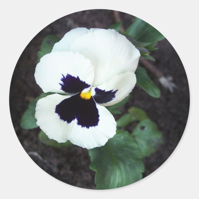 Loely White Pansy Runt Klistermärke (Framsida)