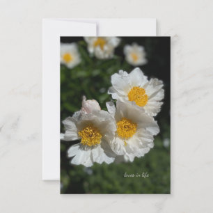 Loely White Peonies Anteckningskort