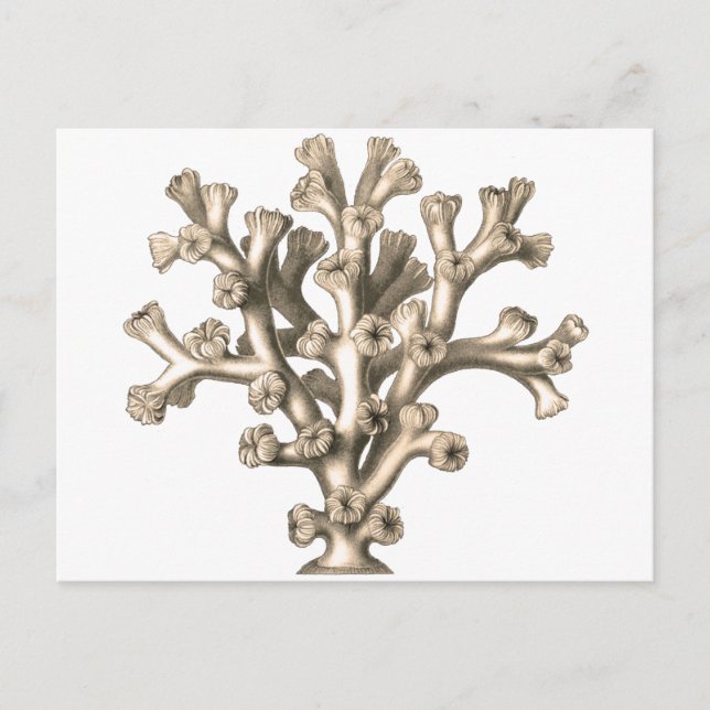 Lofohelia - Coral Vykort (Framsida)