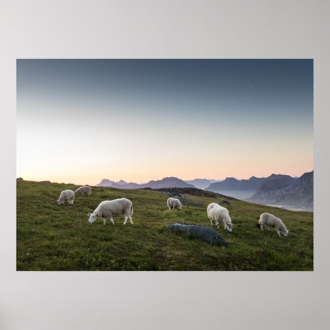 Lofoten Sheep Poster (Framsidan)