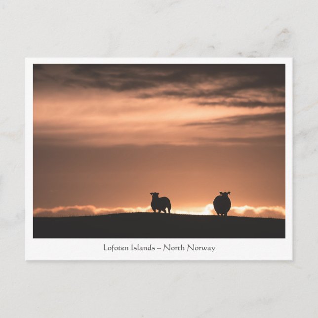Lofoten Sunset Sheep Vykort (Framsida)