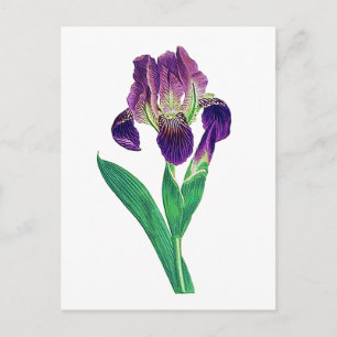 Loful Lila Dutch Iris Vykort