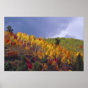 Logan Canyon i Utah på hösten med passerande Poster