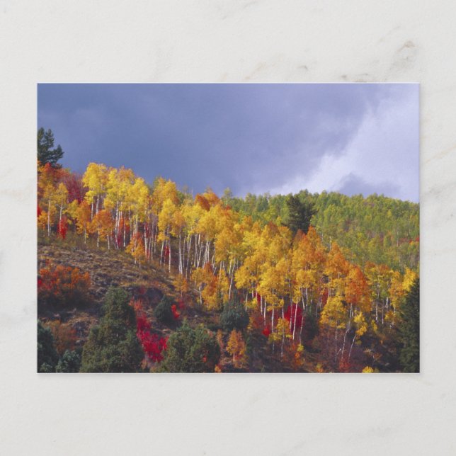 Logan Canyon i Utah på hösten med passerande Vykort (Framsida)
