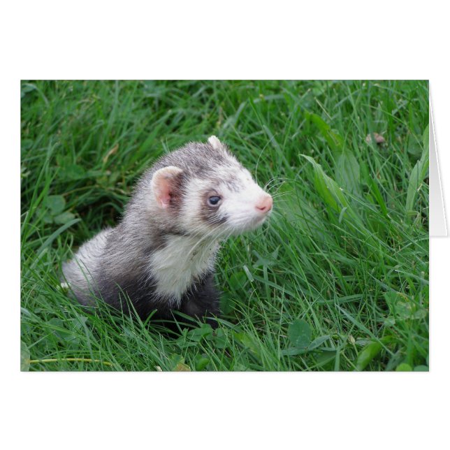 Logan Hälsningskort (Framsidan Horizontal)