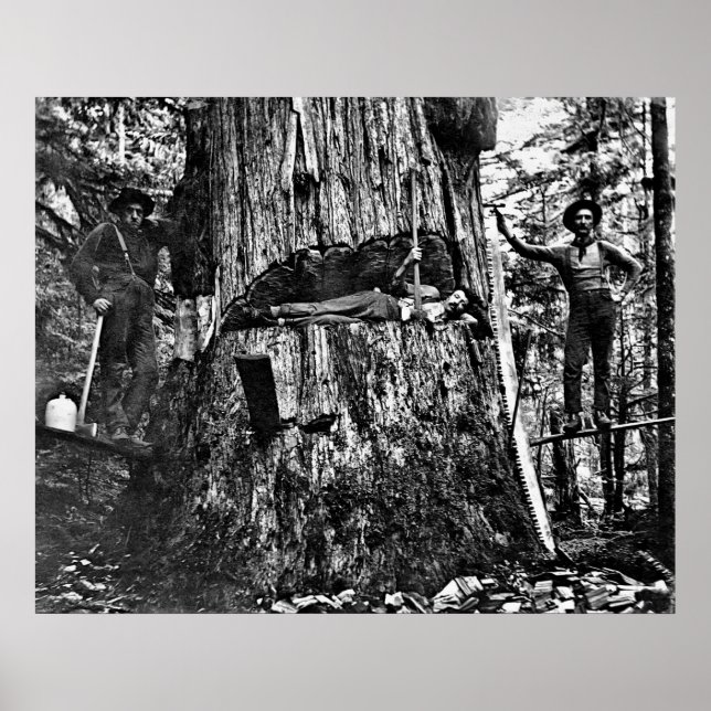 LOGGAR KANADA C. 1890 POSTER (Framsidan)