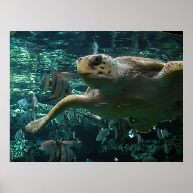 Logger Head Sea Turtle Poster (Framsidan)