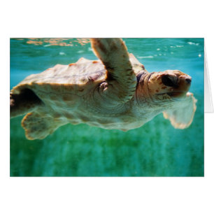 Loggerhead #1-kort OBS kort