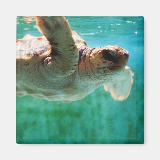 Loggerhead #1 Magnet (Framsidan)