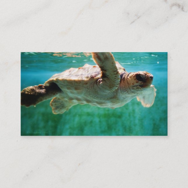 Loggerhead #1 Mini Print Visitkort (Framsida)