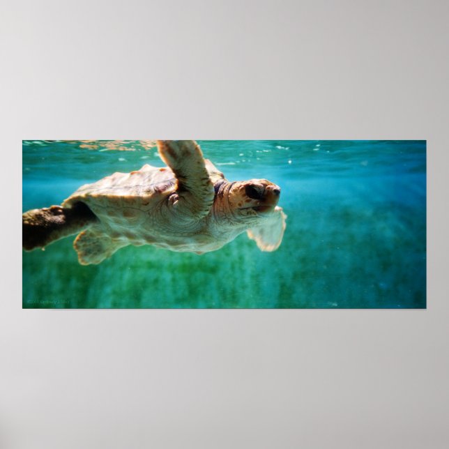 Loggerhead #1 Poster (Framsidan)