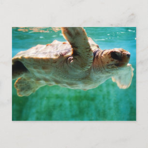 Loggerhead #1 vykort