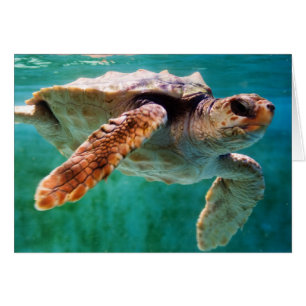 Loggerhead #2-kort OBS kort