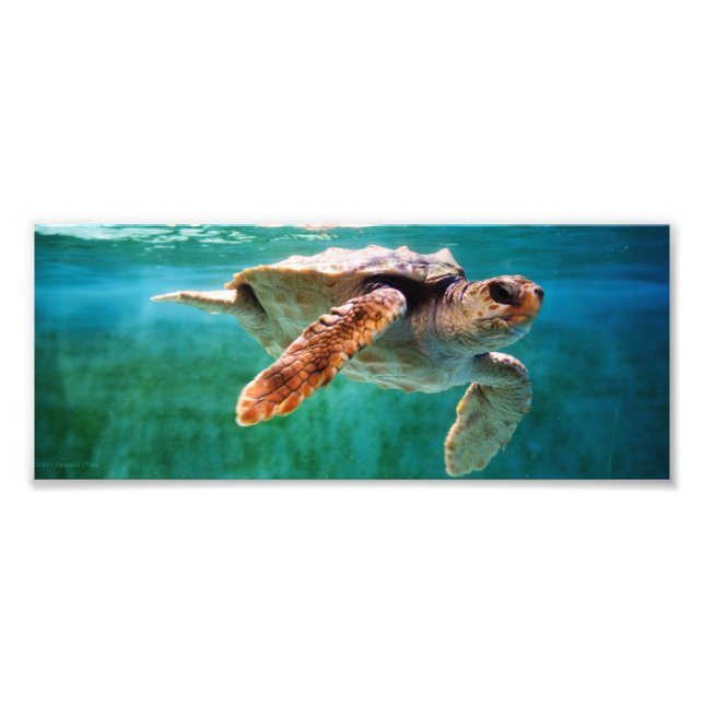 Loggerhead #2 Photo Fototryck (Framsidan)