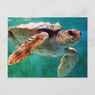 Loggerhead #2 vykort